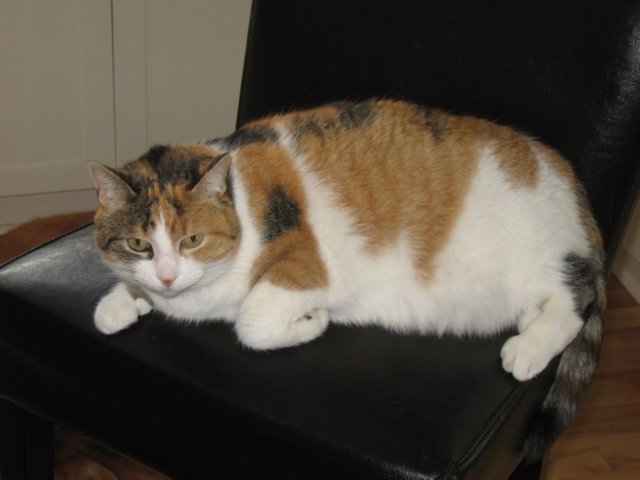 lucy.jpg