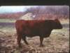 _rockwood_robbs_lincoln_red2_small.jpg