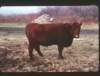 _rockwood_robbs_lincoln_red3_small.jpg