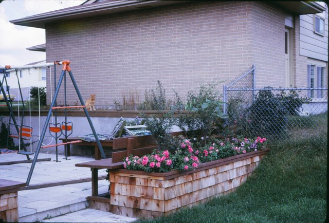 _36devere_dr_backyard_tiger.jpg