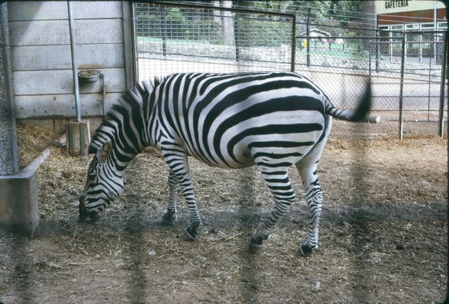 _edinburgh_zoo3.jpg