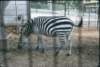 _edinburgh_zoo3_small.jpg