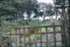 _scotland_airdrie_garden_small.jpg