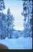 sanvigiliosleighride10_small.jpg