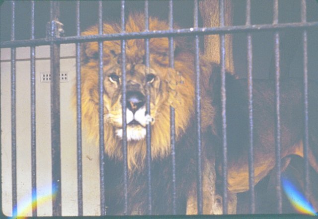 lion.jpg