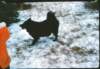 sibir_small.jpg