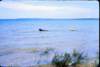sibirguardingcapecroker1976_small.jpg