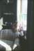tigeratrockwood_small.jpg